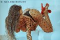 Foto Alessandra Fogaca Transescort Palermo 344 7995574 - 27