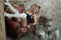 Foto Mistress Katerin Mistress Modena 366 4856160 - 208