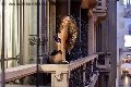 Foto Rayca Transescort San Gallo 348 5638746 - 236
